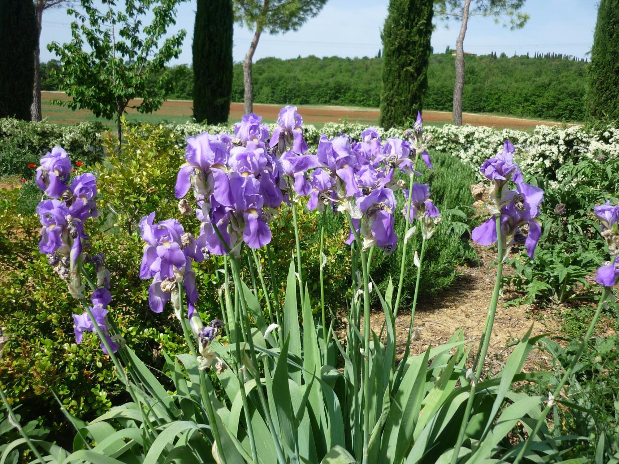 Вілла Fattoria Agriturismo Nerbona Казоле-д'Ельса Екстер'єр фото